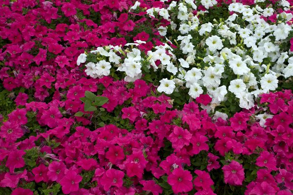 Solutions de domotique à Ancenis : améliorez votre quotidien