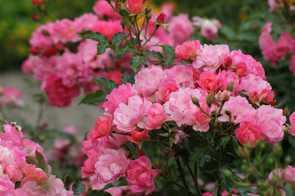 Aspirateurs et asthme : les modèles à privilégier