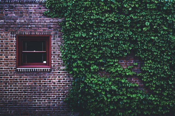 Lierre grimpant : embellissez votre jardin avec style